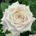 Роза МЕНТА чайно-гибридная в Самохваловичи