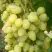 Виноград ЗАРНИЦА в Самохваловичи