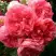 Роза РОЗАРИУМ ЮТЕРСОН плетистая в Самохваловичи