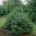 Ель НАНА сербская в Самохваловичи