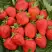 Клубника САН АНДРЕАС ремонтантная в Самохваловичи