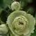 Роза ГРИН ДАЙМОНД миниатюрная в Самохваловичи