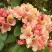 Рододендрон ФЛАУТАНДО в Самохваловичи