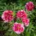 Пион РЕД ВИЗ ПИНК древовидный в Самохваловичи