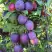 Слива БЛЮ СВИТ колонновидная в Самохваловичи