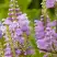 Физостегия РОЗЕЯ виргинская в Самохваловичи