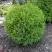 Туя ХОЗЕРИ западная в Самохваловичи