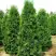 Туя ПИРАМИДАЛИС КОМПАКТА западная в Самохваловичи