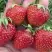 Клубника ВИМА ЗАНТА в Самохваловичи