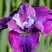 Ирис СИ Я ЛЕЙТЕР сибирский в Самохваловичи