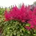 Астильба САННИ ДЕЙ гибридная в Самохваловичи