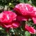 Роза ВИЕН РОУЗ чайно-гибридная в Самохваловичи