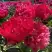 Пион БЕЛГРАВИЯ травянистый в Самохваловичи
