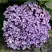 Гортензия АИША крупнолистная  в Самохваловичи