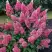 Гортензия МЕГА МИНДИ метельчатая в Самохваловичи