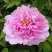 Пион ПРОЗРАЧНАЯ РОСА древовидный в Самохваловичи