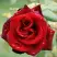 Роза ТАБУ чайно-гибридная в Самохваловичи