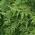 Туя СМАРАГД ВАРИЕГАТА западная в Самохваловичи