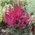 Астильба МУЛЕН РУЖ курчавая в Самохваловичи