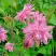 Аквилегия БАРЛОУ ПИНК гибрид МакКаны в Самохваловичи
