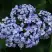 Гортензия АИША крупнолистная  в Самохваловичи