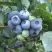 Голубика БЛЮЭТТА в Самохваловичи
