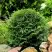 Туя ДАНИКА западная в Самохваловичи