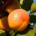 Абрикос СПАДЧЫНА в Самохваловичи