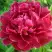 Пион КИТАЙСКИЙ ШЕЛК травянистый в Самохваловичи