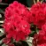 Рододендрон МАТАДОР в Самохваловичи
