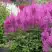 Астильба АМЕТИСТ Арендса в Самохваловичи