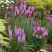 Лиатрис РОЗЕА колосковая в Самохваловичи