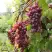Виноград КИШМИШ ЗАПОРОЖСКИЙ в Самохваловичи