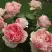 Роза ФИЛИНГ чайно-гибридная в Самохваловичи