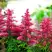 Астильба ЮНИК КАРМИН гибридная в Самохваловичи