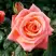 Роза ВАУ чайно-гибридная в Самохваловичи