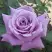 Роза МАЙЗЕР чайно-гибридная в Самохваловичи