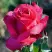 Роза ВИЕН РОУЗ чайно-гибридная в Самохваловичи