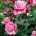 Роза ЭЙФЕЛЕВА БАШНЯ чайно-гибридная в Самохваловичи