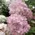 Гортензия БОМБШЕЛ метельчатая в Самохваловичи