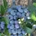 Голубика НОРТЛАНД в Самохваловичи