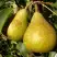 Груша ГЕНЕРАЛ ЛЕКЛЕРК в Самохваловичи