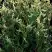 Туя ГОЛД ПЕРЛ западная в Самохваловичи