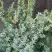 Можжевельник БЛЮ АЛЬПС китайский  в Самохваловичи