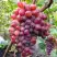 Виноград КРАСОТКА в Самохваловичи