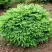 Ель НИДИФОРМИС обыкновенная в Самохваловичи