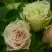 Роза ГРИН ДАЙМОНД миниатюрная в Самохваловичи