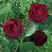 Роза ПАПА МЕЙЯН чайно-гибридная в Самохваловичи