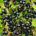 Смородина чёрная ИЗЮМНАЯ в Самохваловичи