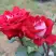 Роза АЛЬЯНС чайно-гибридная в Самохваловичи